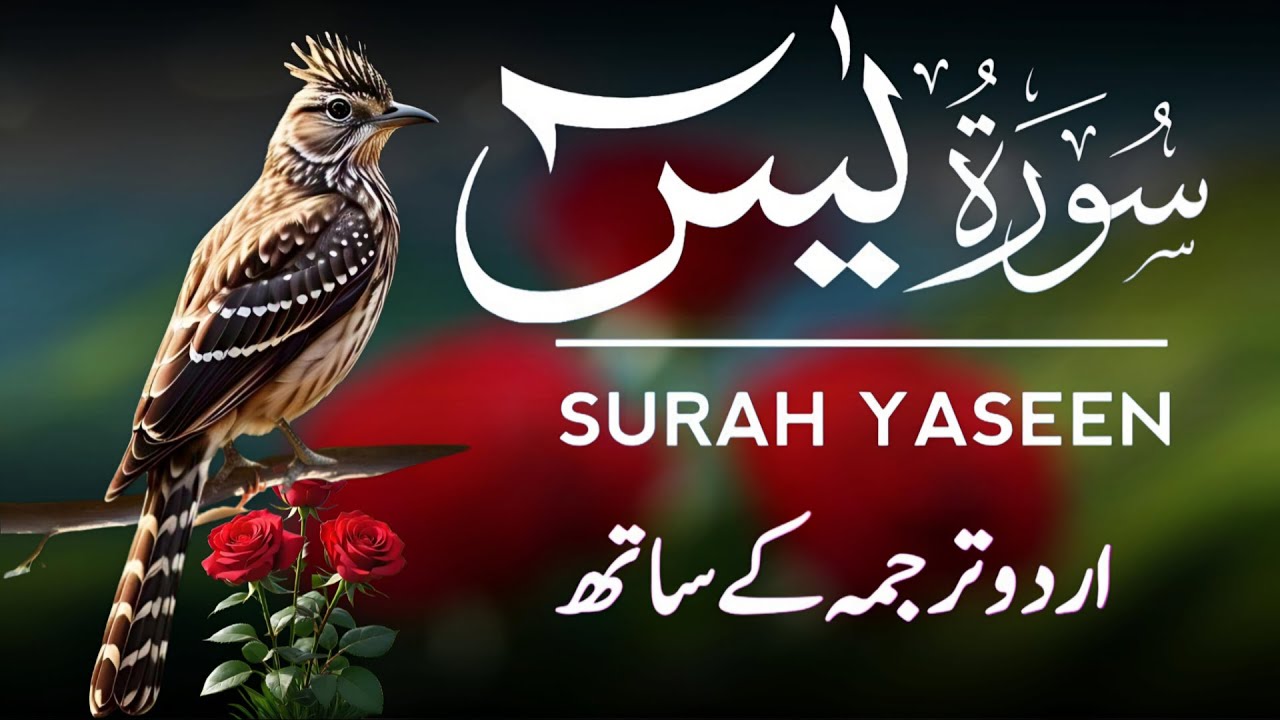 Surah Yaseen | Surah Yaseen With Urdu Translation | Episode - 491