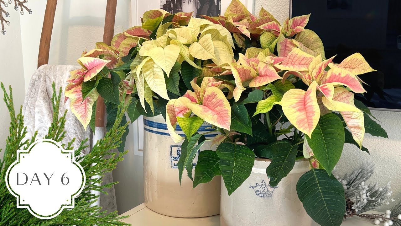 Holidays in the Garden Day 6! :: Repotting Poinsettias and Poinsettia Care Tips!