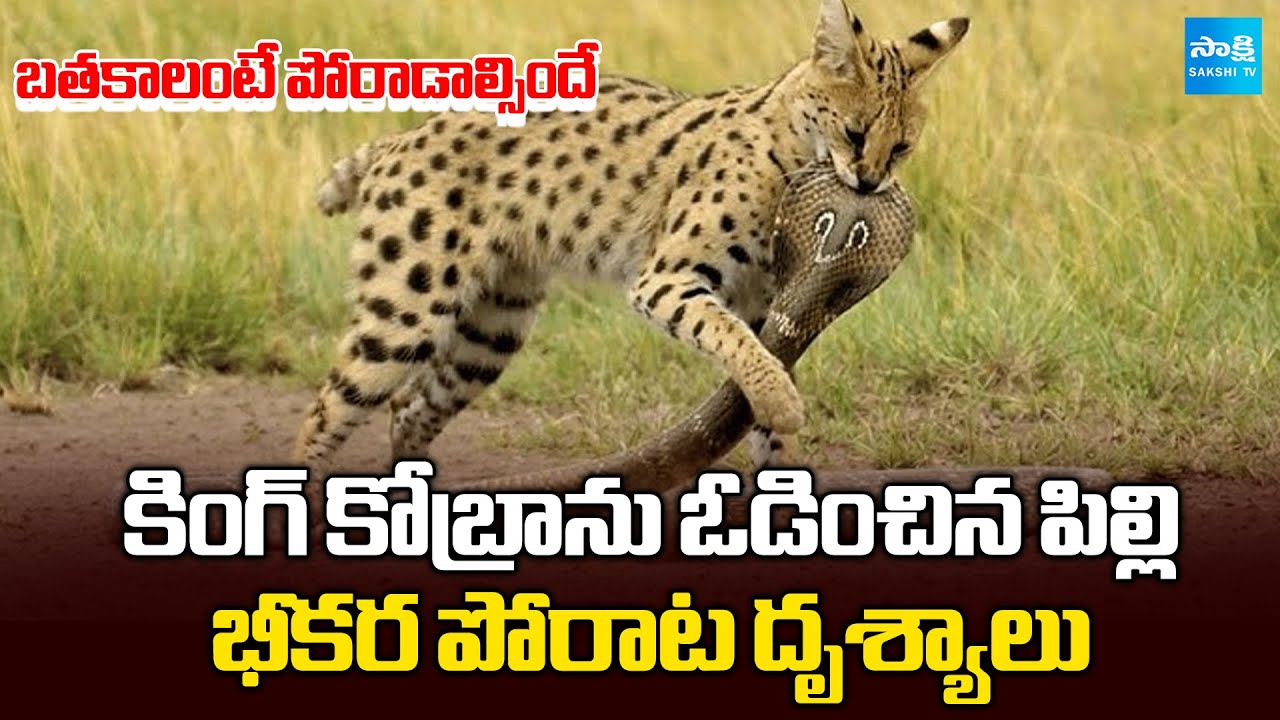 కోబ్రాతో పిల్లి భీకర పోరాటం | Serval Cat Defeated King Cobra | Moral From The Battle | @SakshiTV