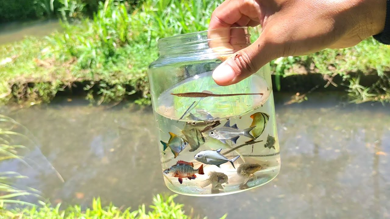 Di selokan ini aku dapat GIANT TREVALLY KAKAP BAKAU IKAN MONO IKAN PIPA.. DAN IKAN AIR PAYAU LAINYA