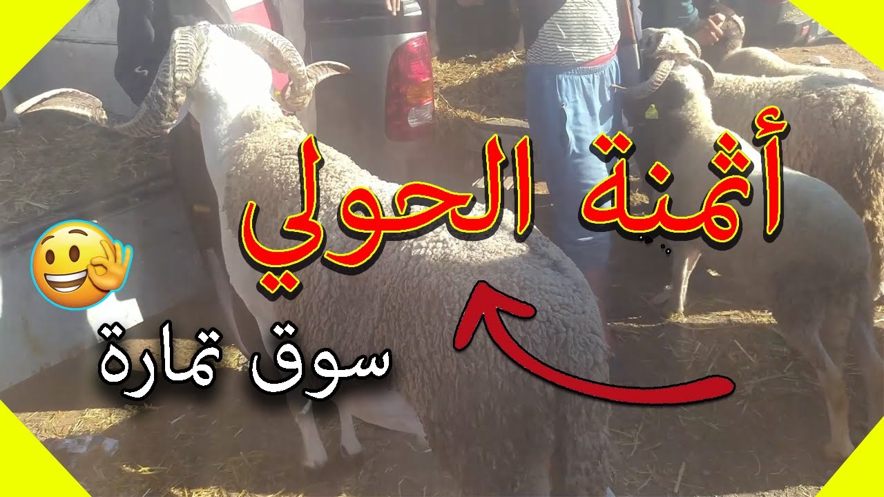 أجي تشوفو أثمنة الحولي🐏👌من سوق تمارة نواحي الرباط🤔😱