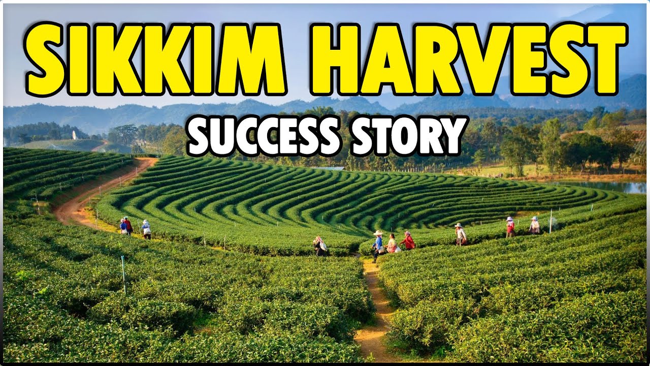 Sikkim Harvest | Success story of Organic Farmers in Sikkim