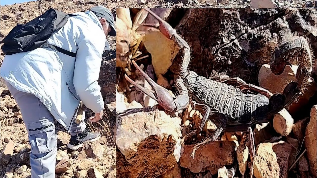 نهار رعب وسط الأفاعي والعقارب السامة❌شوف شنو وقع ٠٠٠٠٠