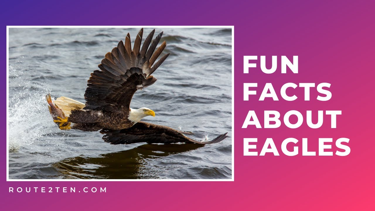 Facts About Eagles || Animal Facts