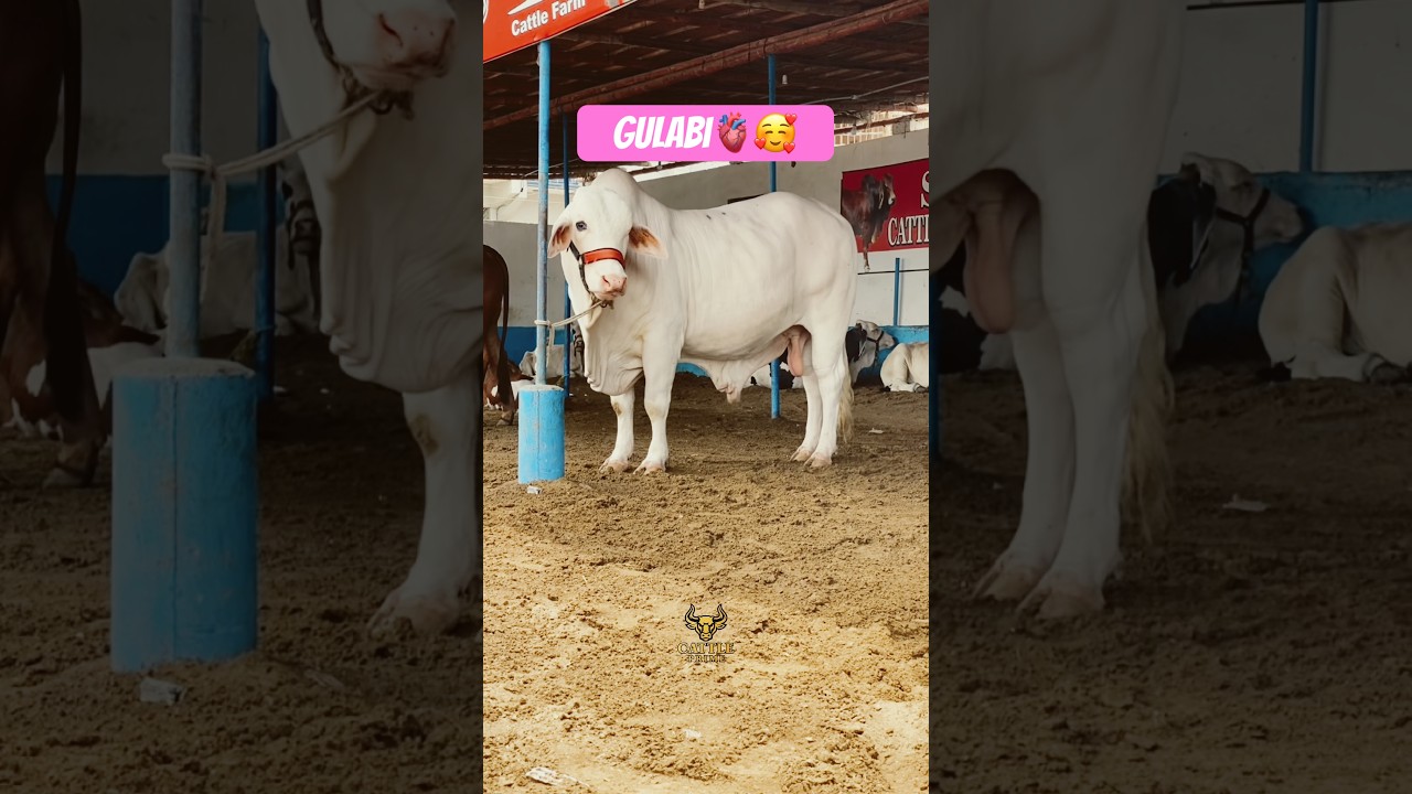 Malir Mandi Latest Update 😱👆🏻 #short #shorts #ytshorts #shortvideo #shortsfeed #cow