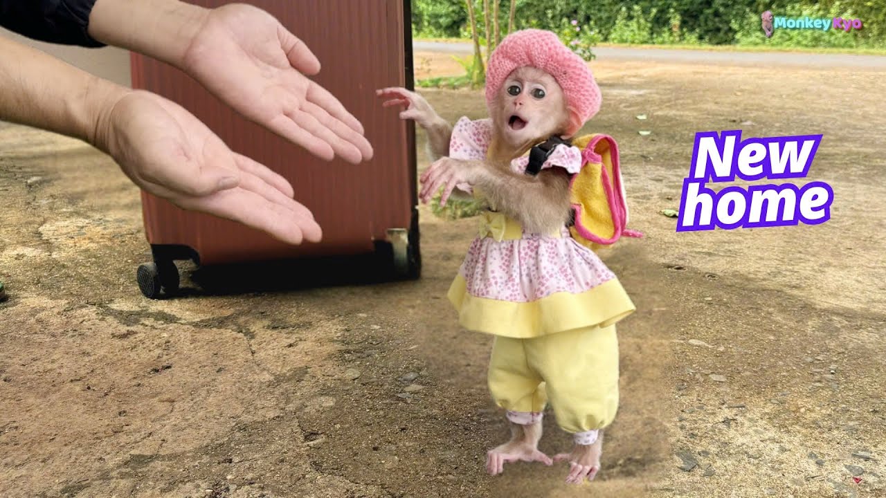 Kyo magically changes when she moves into a new house with her Dad!