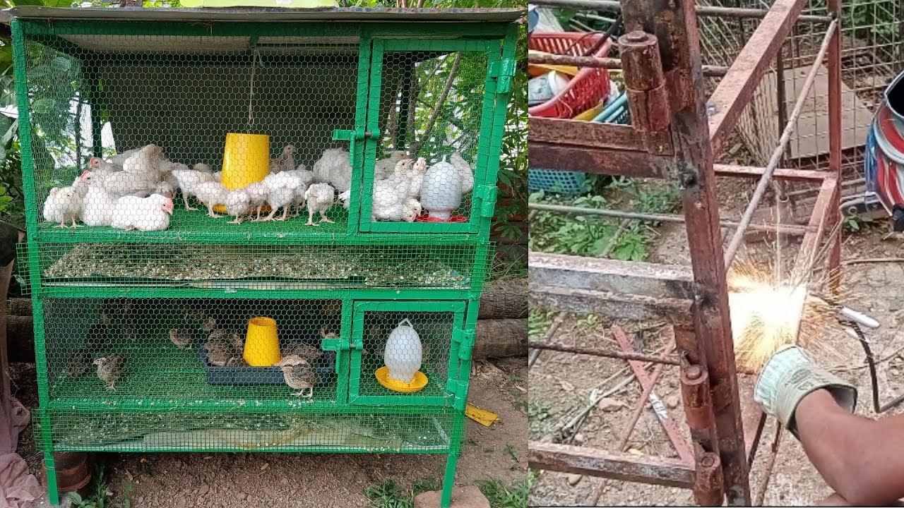How to make a cage for chicken chicks and quail