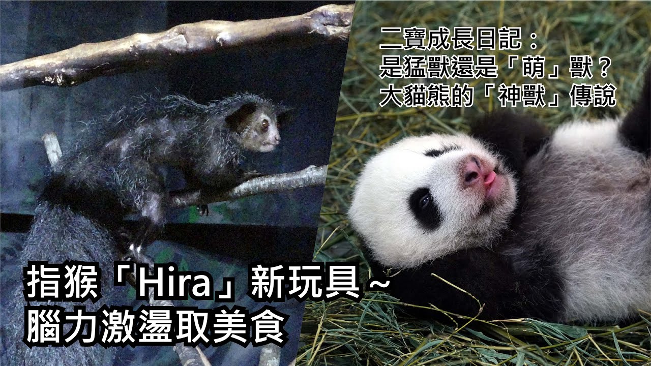 指猴「Hira」新玩具～腦力激盪取美食/二寶成長日記 (Day66) Giant Panda Second Cub's Journal