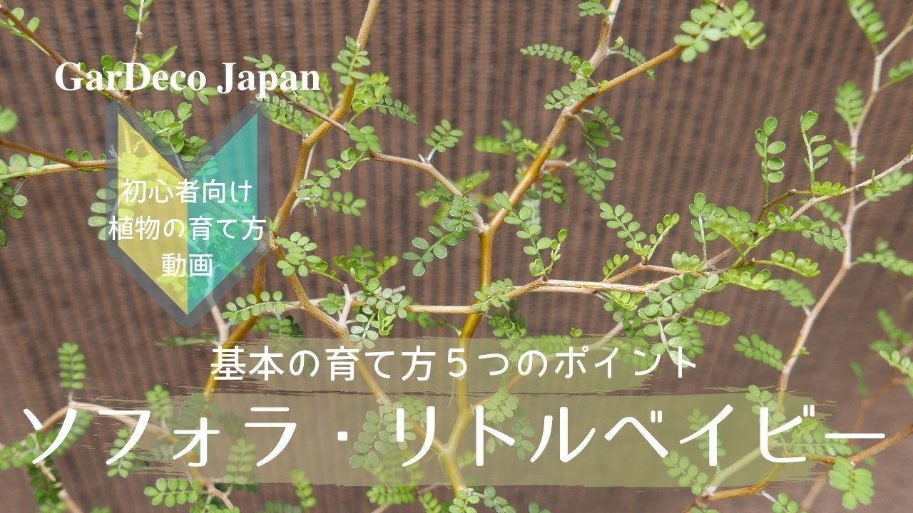 はじめてのソフォラ・リトルベイビー基本の育て方５つのポイント