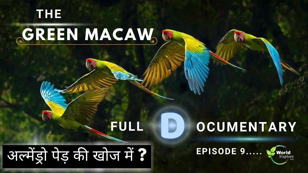 The Wild Great Green Macaw parrot | Our Planet  | Full Series | Episode 9 | Hindi documentary. 