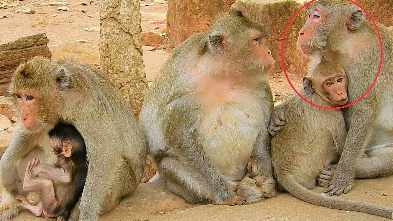 Jane Is The Kind Mother|Janet Need Warmness & Milk From Mom Jane,Cos Janet Has Not Many Friends