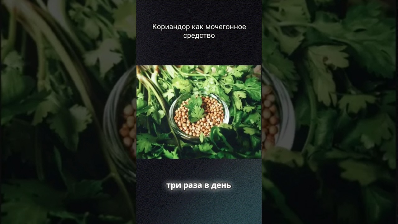 Кориандр при циститах #аюрведа