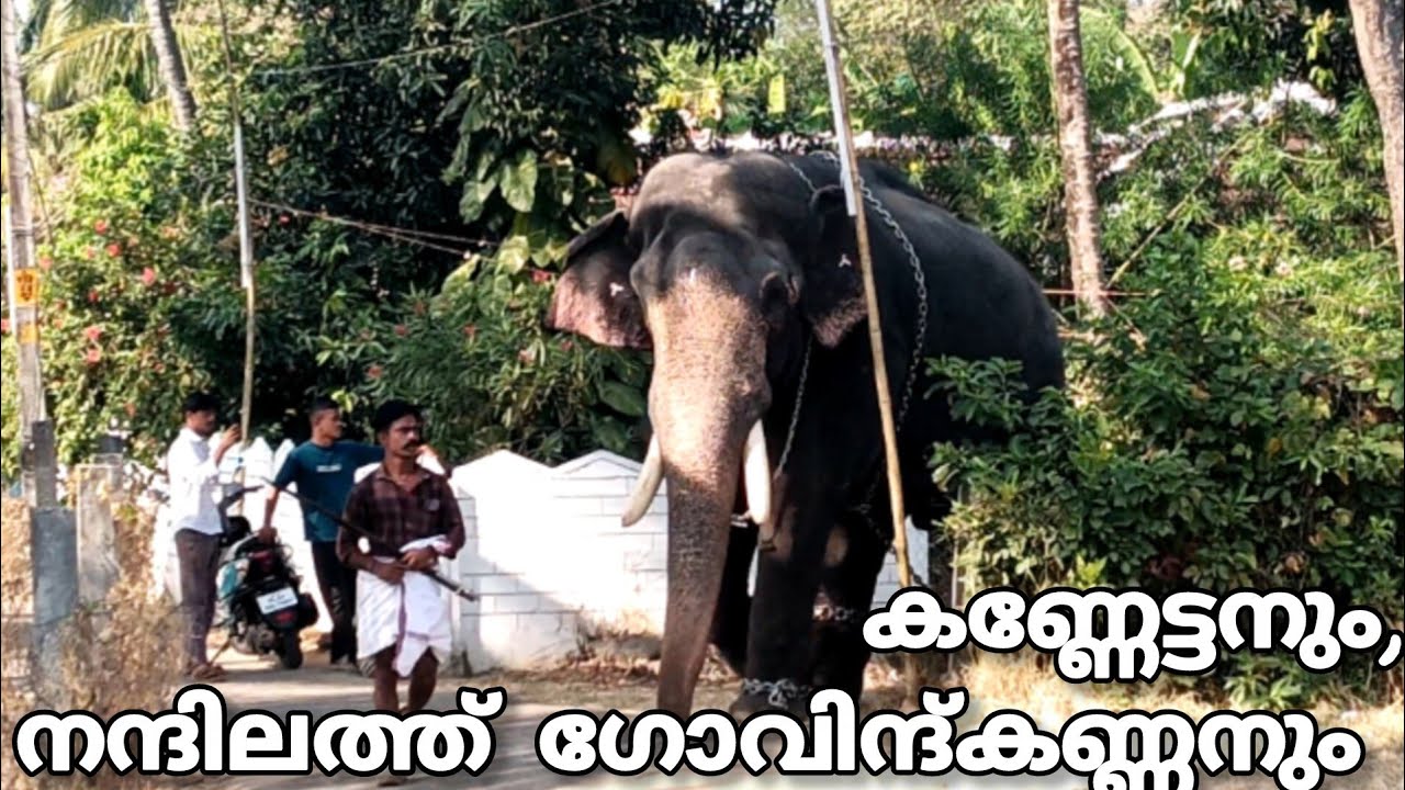 |പൂരനാട്ടിൽ നിന്നും എത്തിയ കൊമ്പൻ||നന്ദിലത്ത് ഗോവിന്ദ് കണ്ണൻ|#nandhilathugovindkannanelephant#