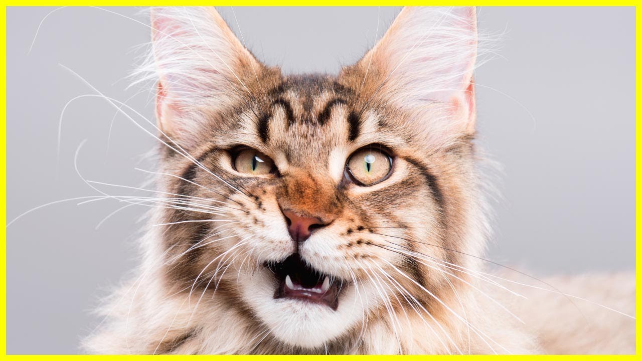 10 lustige Fakten &uuml;ber Katzen! | Funfacts ✅