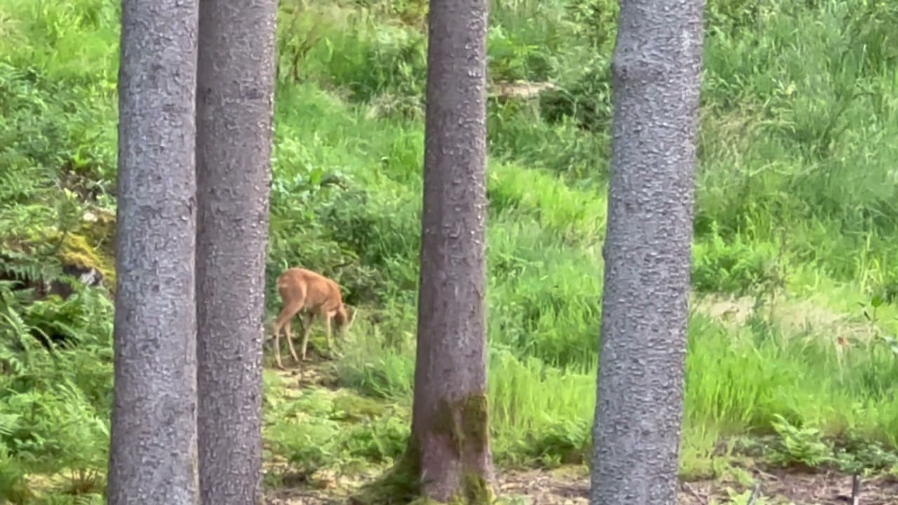 Schmalreh, Rehwildjagd 28.06.2023 lov srneće divljač, pro&scaron;logodisnja Srna