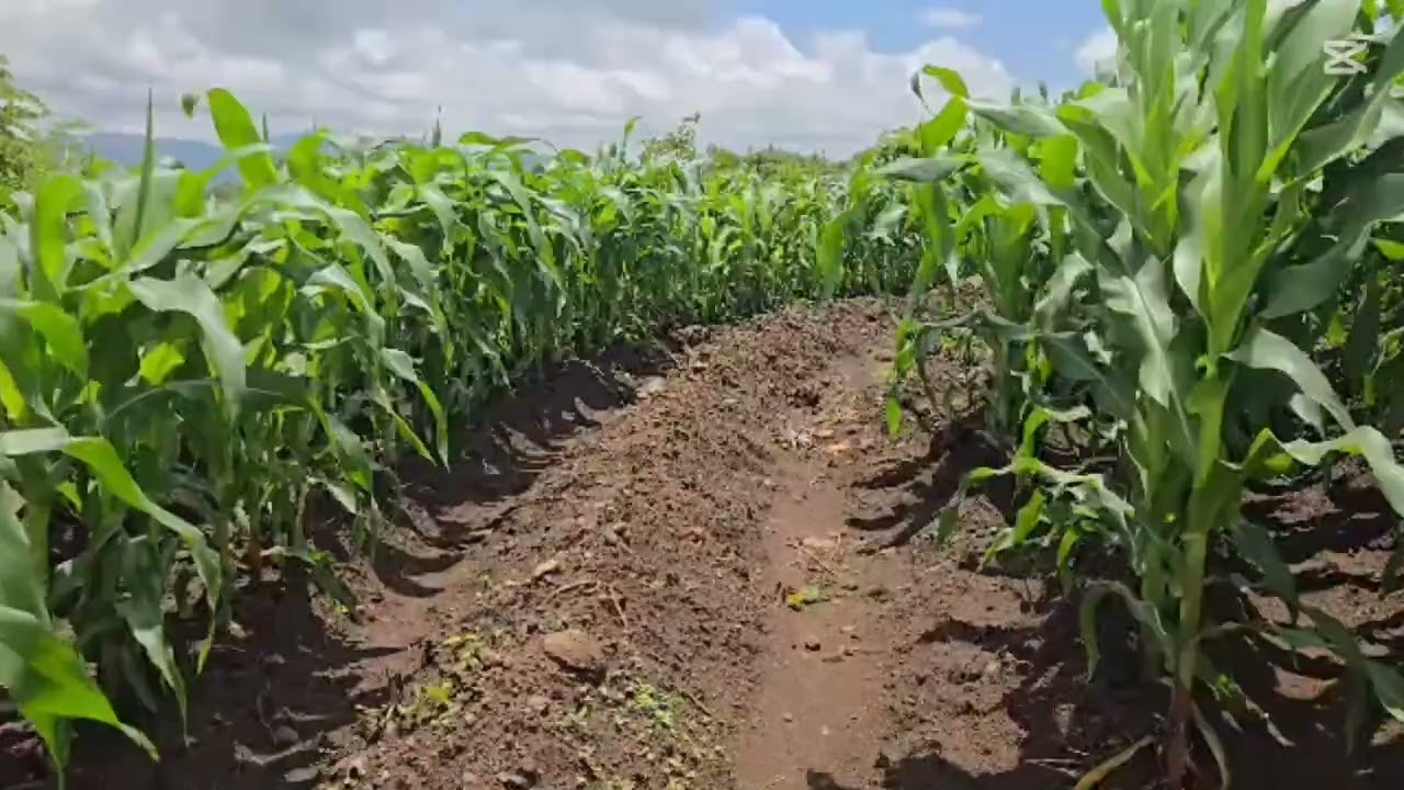 My Farming Journey