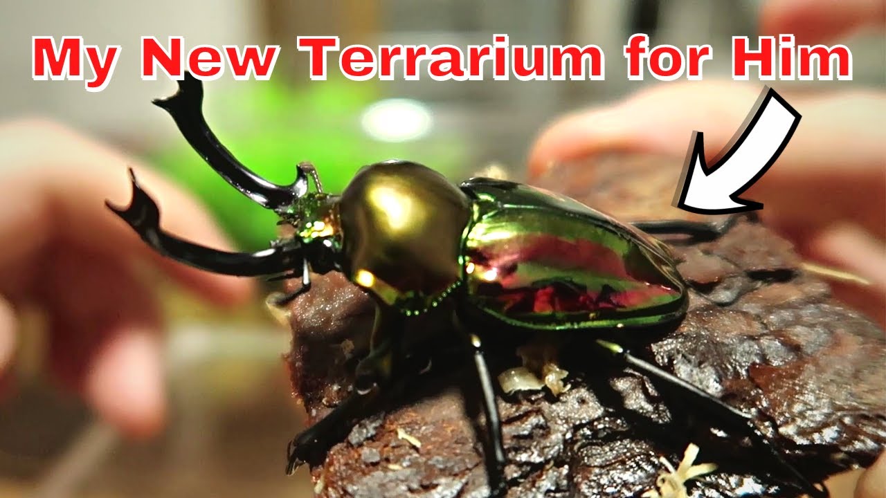 I Made a Better Home for my Rainbow Stag Beetles!