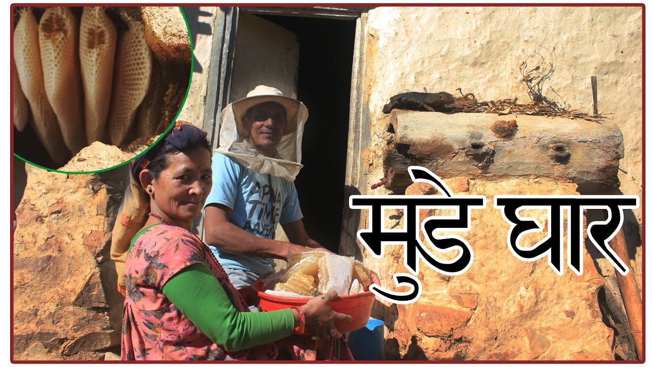 मुडे घारमा कसरी मह काडिन्छ? (Honey Extraction Procss) + Interview with the Bee Keeper! @ROLPA