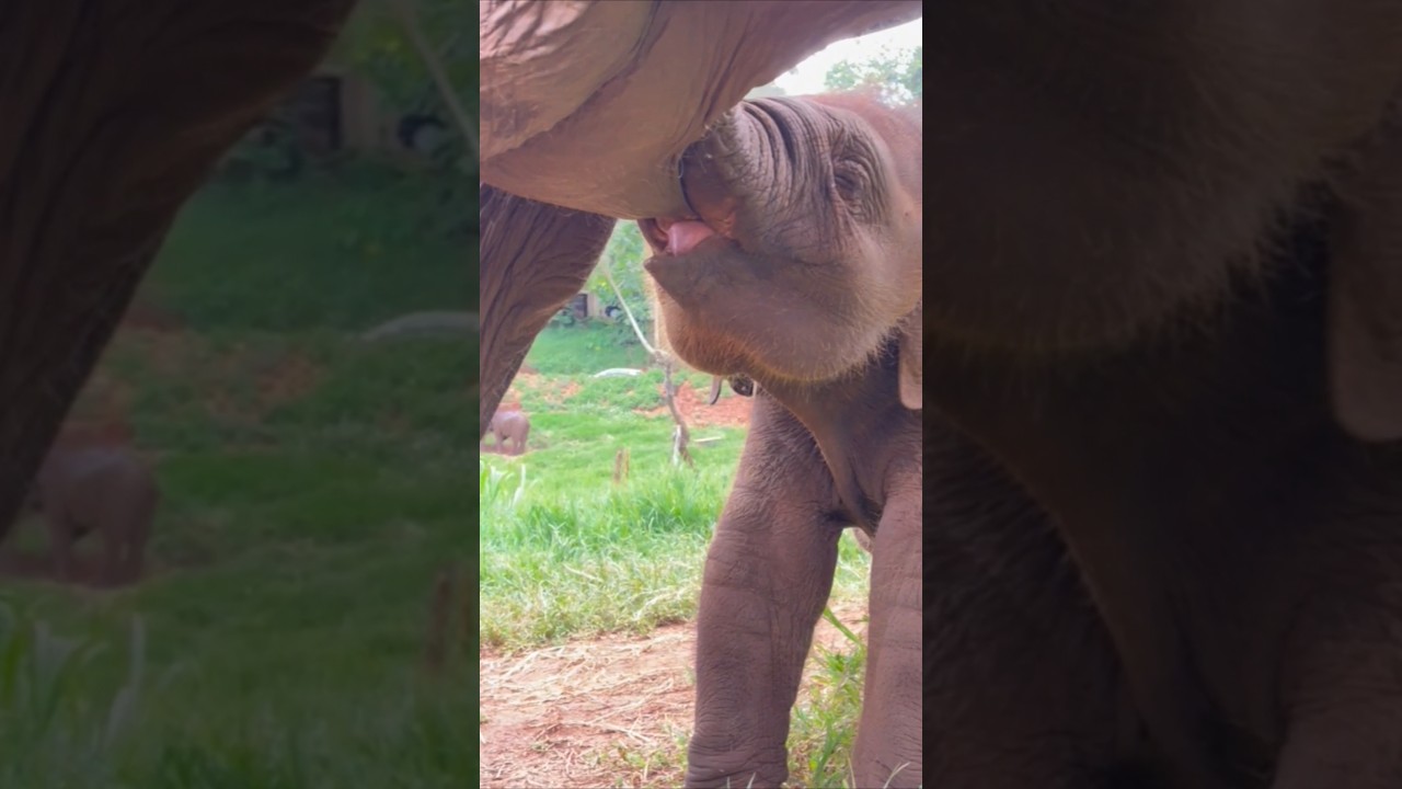 Cute Sleepy Baby Elephant Drinks Milk From Mom😅 #babyelephant #elephant #funnyelephant #shorts