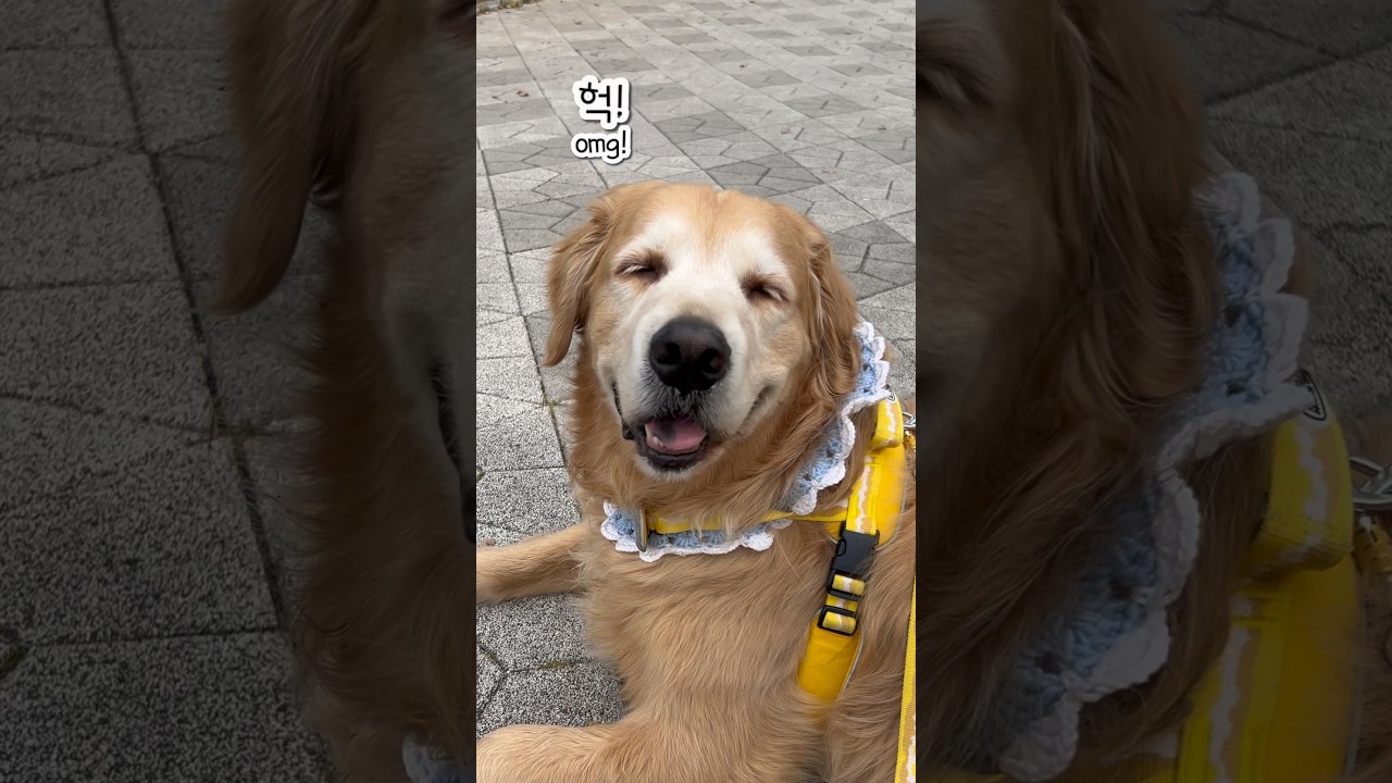엄마 보러 간다더니&hellip; 결국 개고생한 강아지🐶