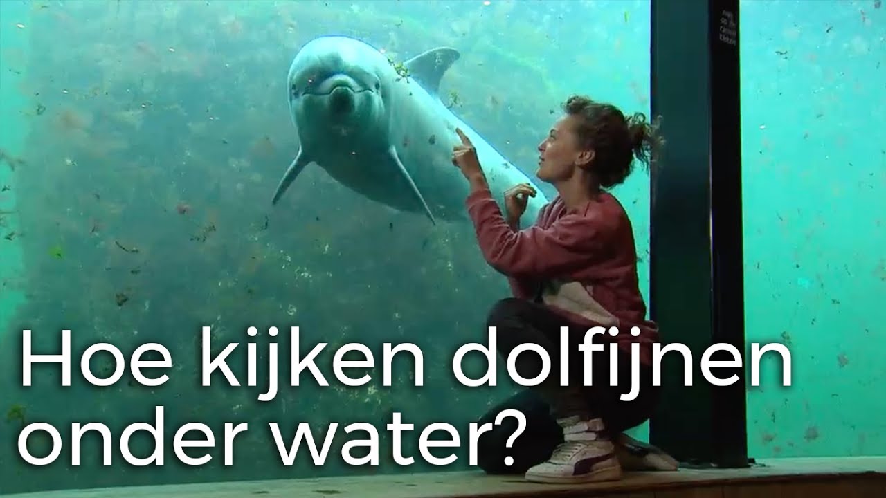 Hoe kijken dolfijnen onder water? | Vragen van Kinderen