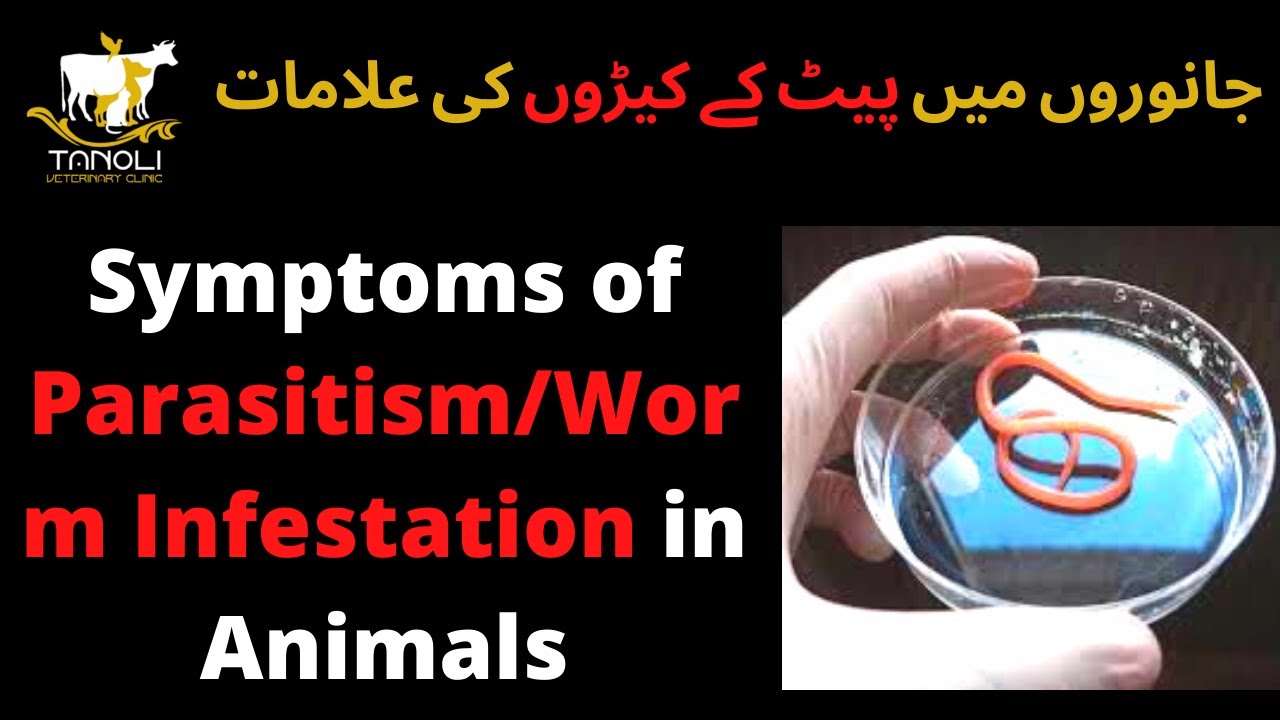 Symptoms of Internal Worms/Parasitism in Body | Tanoli Veterinary Clinic
