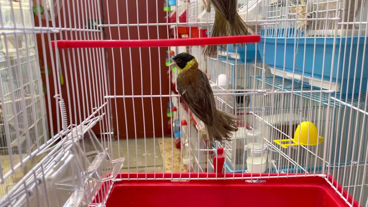 معلومات عن الطائر الدرسا السوداء الراس 🕊