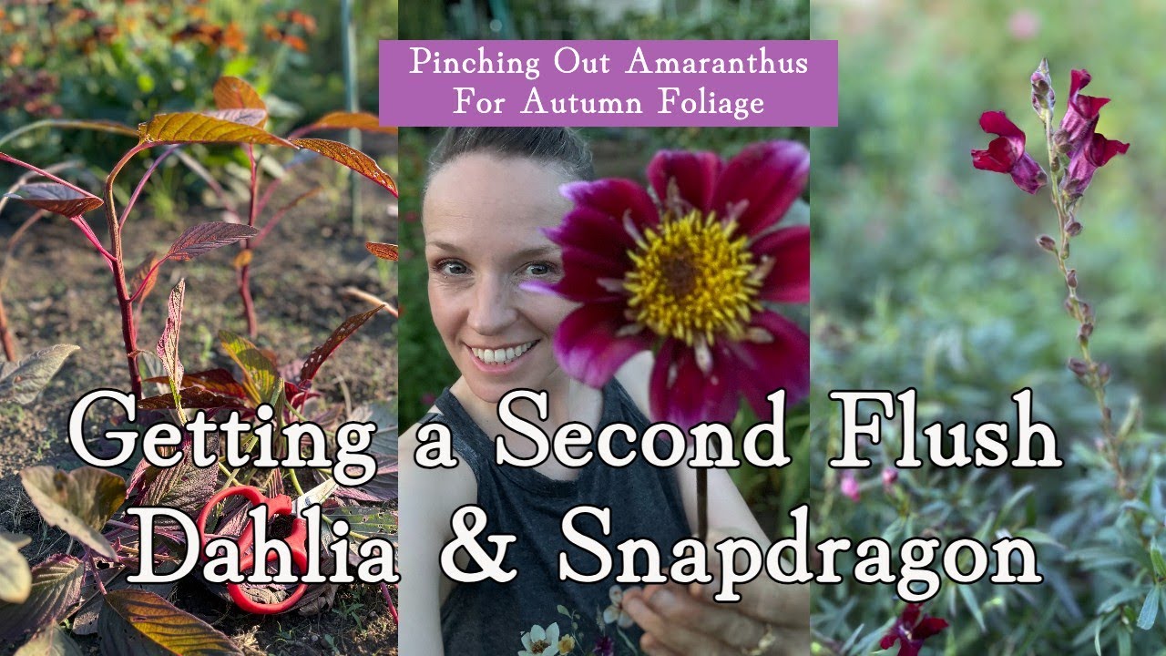 Getting a Second Flush From Dahlia and Snapdragon & pinching out Amarathus