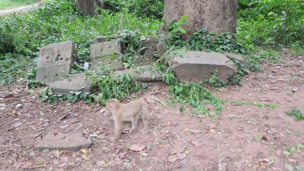 So funny VDO, Wild Monkey Video 2023, little cute monkey