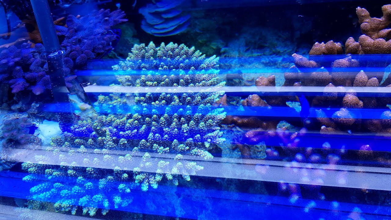 Notizie dal reef - Crollo della colonia di Acropora