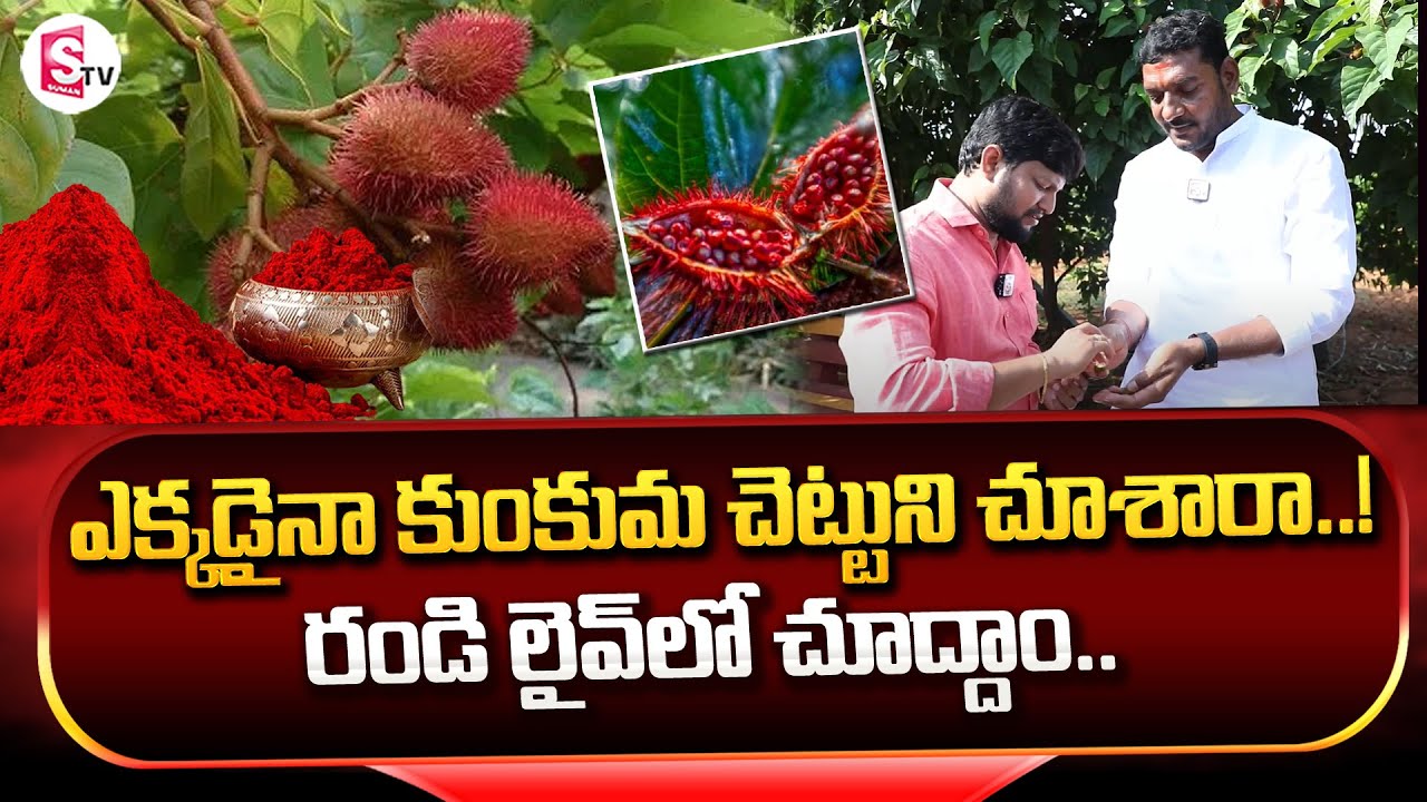 కుంకుమ చెట్టుని చూశారా.. | Have You Seen A Saffron Tree Anywhere..! | The Original Kumkum Tree