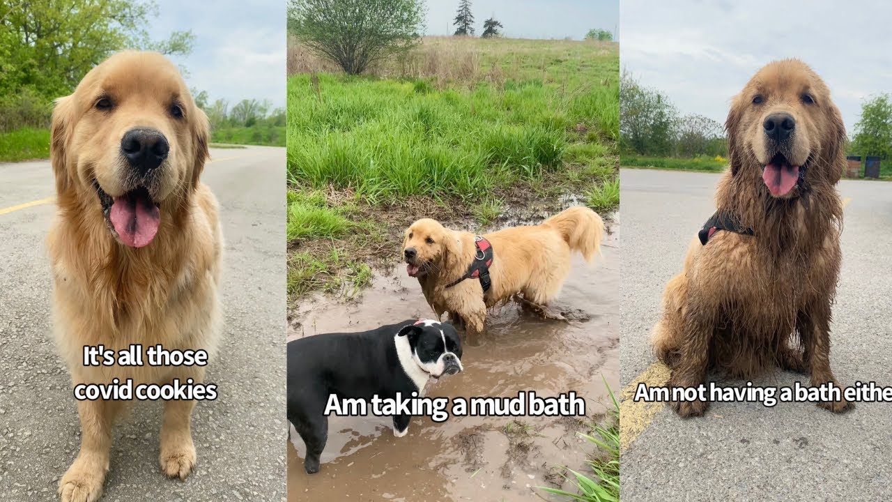 Golden Retriever Takes Mud Bath On Hike