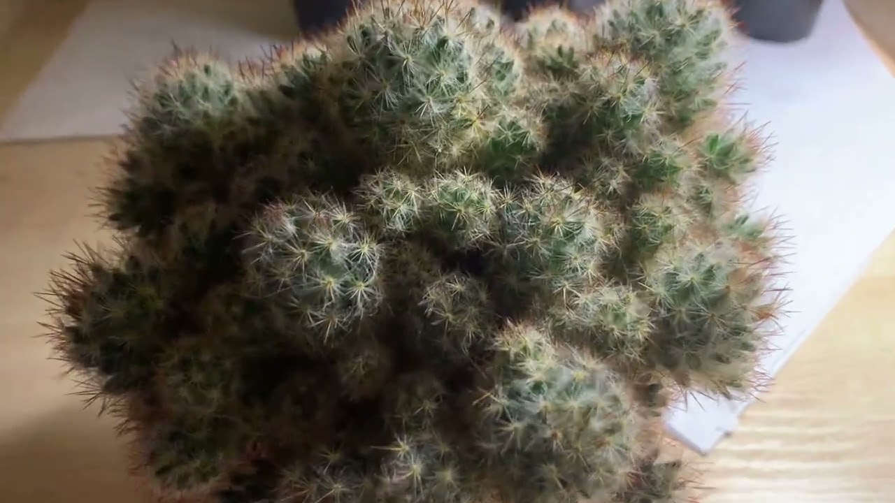 Маммиллярия пролифера. бутоны. кактус.