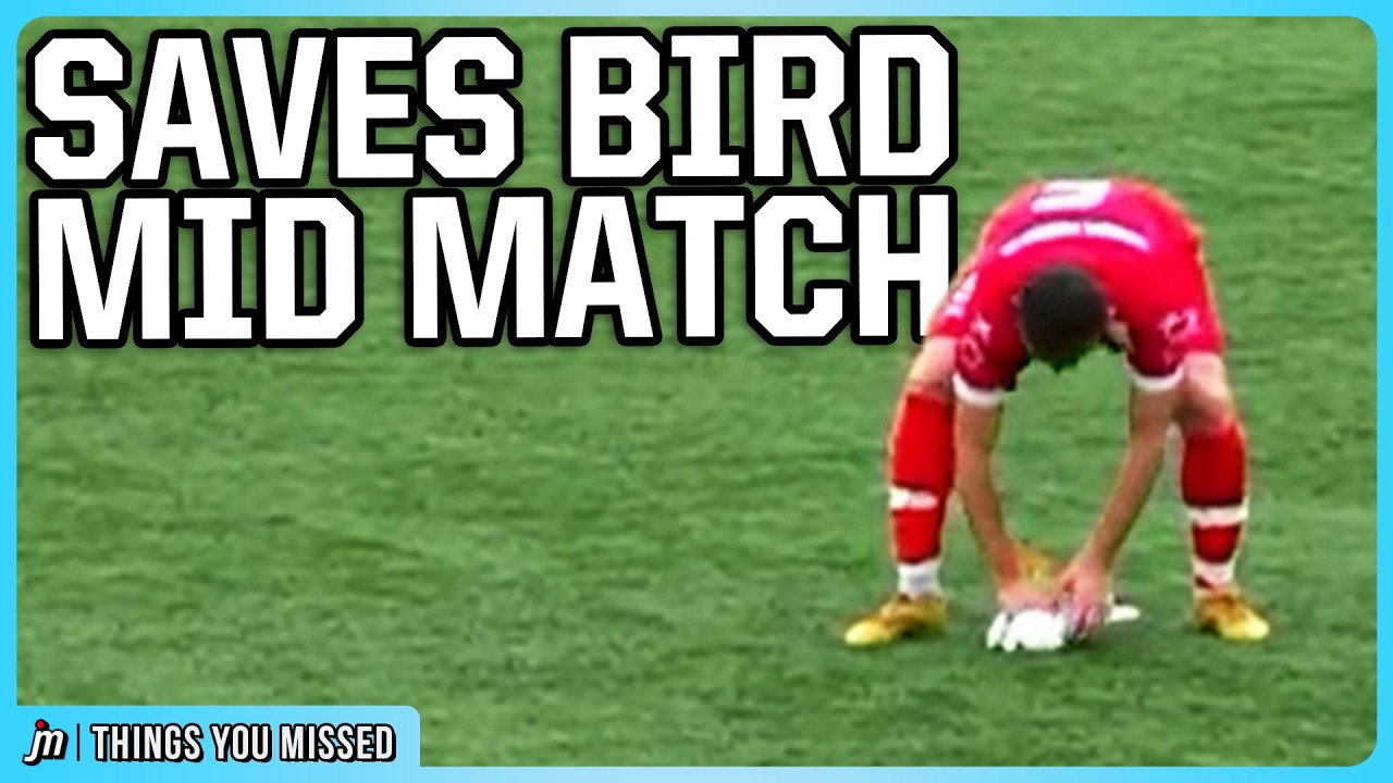 Goalie knocks a seagull out of the air and his teammate brings it back to life | Things You Missed