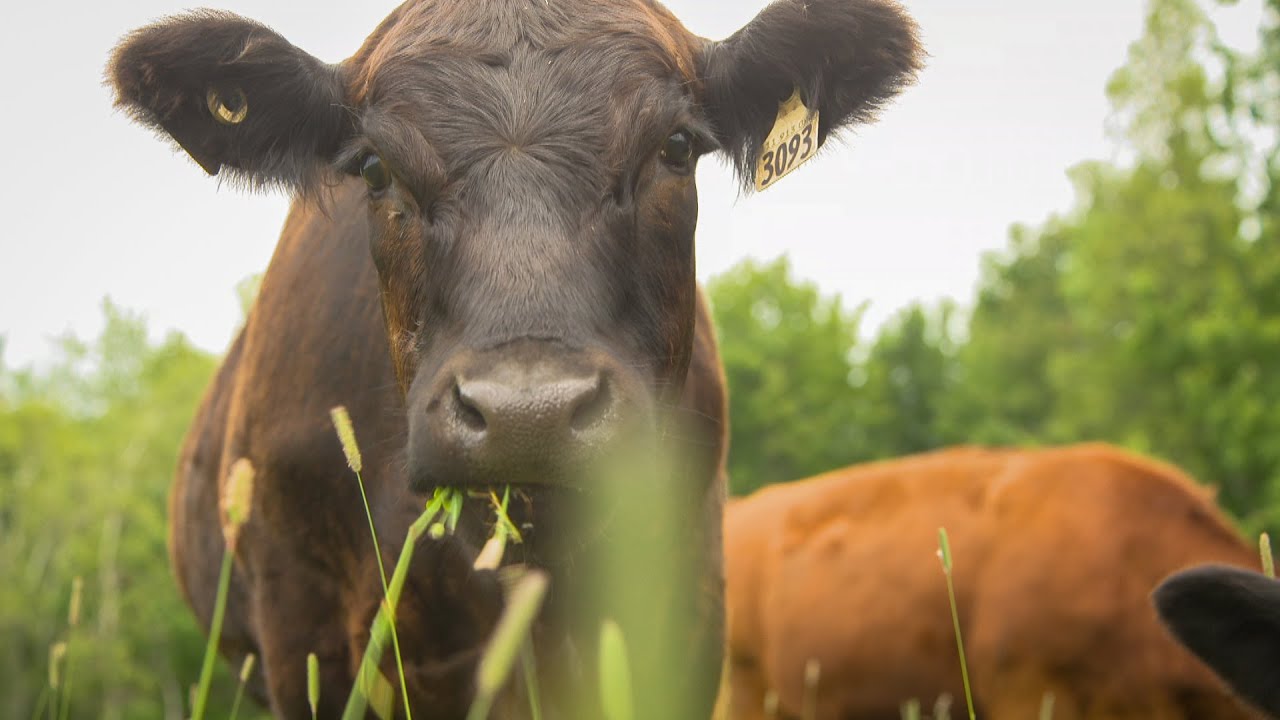 L'épicerie | Le bœuf nourri à l’herbe, meilleur pour l’environnement?
