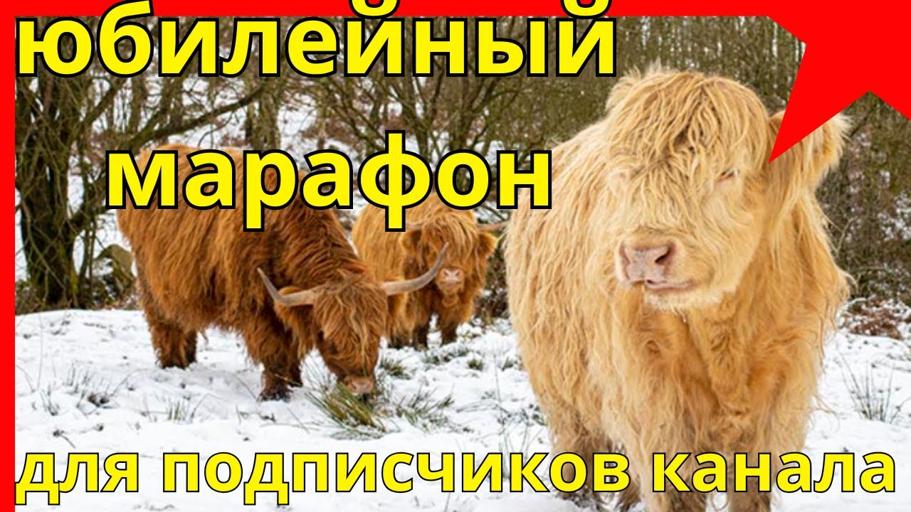юбилейный марафон