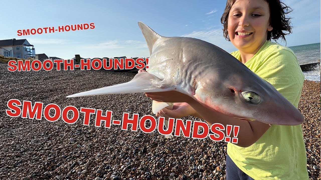 Smooth-Hound fishing in Kent.