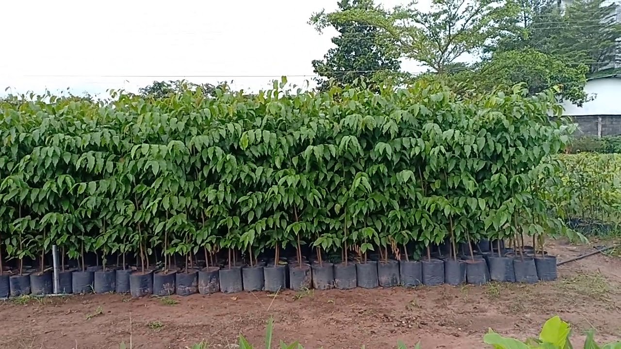 Vườn Ươm b&aacute;n c&acirc;y Sao đen giống 5k-20k v&agrave; c&acirc;y Sao trưởng th&agrave;nh gi&aacute; 200k-500k. 0903001541