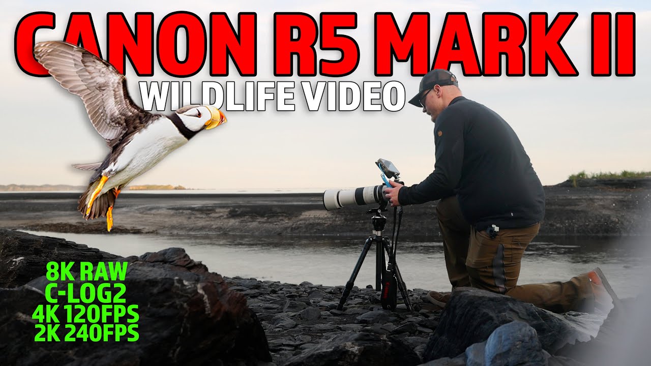Canon R5 Mark II - Extraordinary Perfection for Wildlife Video