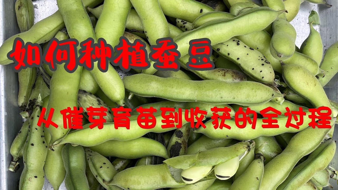 如何种植蚕豆：从催芽育苗到收获的全过程