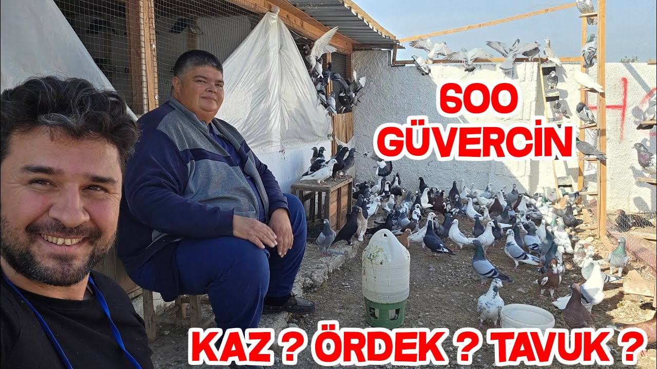 Ertuğrul Hoca Çiftlik Kurmuş Güvercinleri Kazaları Ördekleri Tavukları Köpekleri