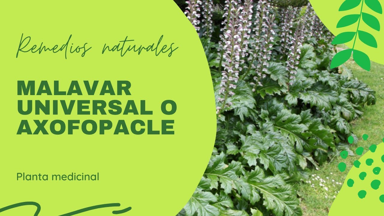 Malavar universal o axofopacle | planta medicinal