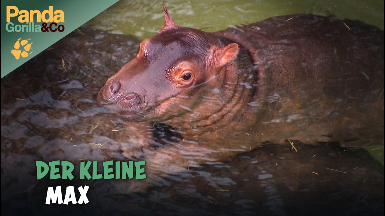Flusspferd Max macht den Zoo unsicher | Panda, Gorilla & Co.