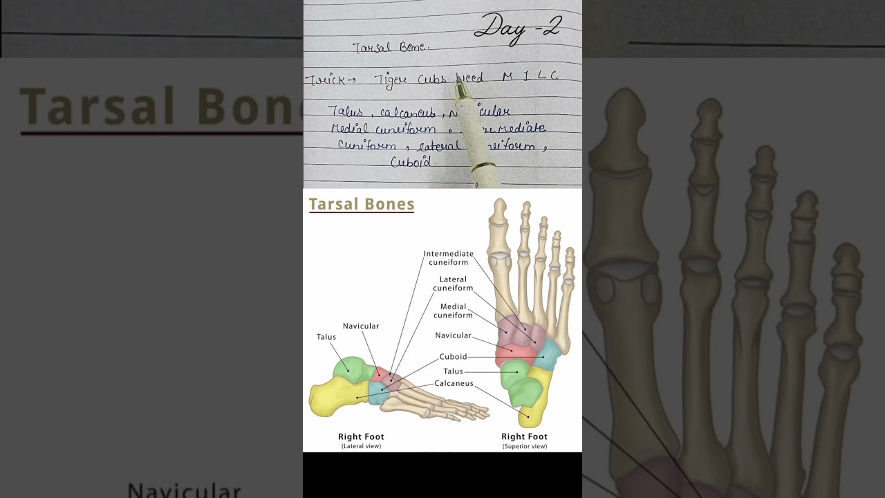 #tarsal bone #bams#anatomy #rachna #bams1stprof#gsmedicalcollege #ytshorts#medicalcollege#exam#trick