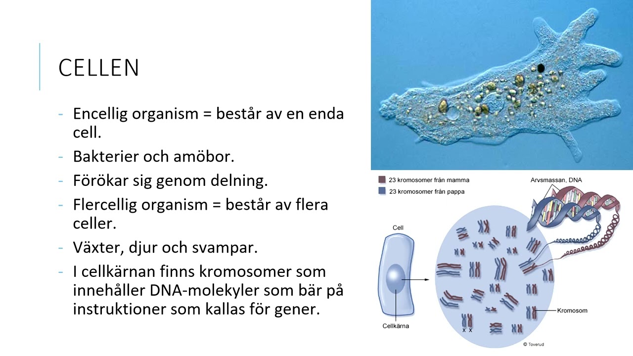 Livets förutsättningar