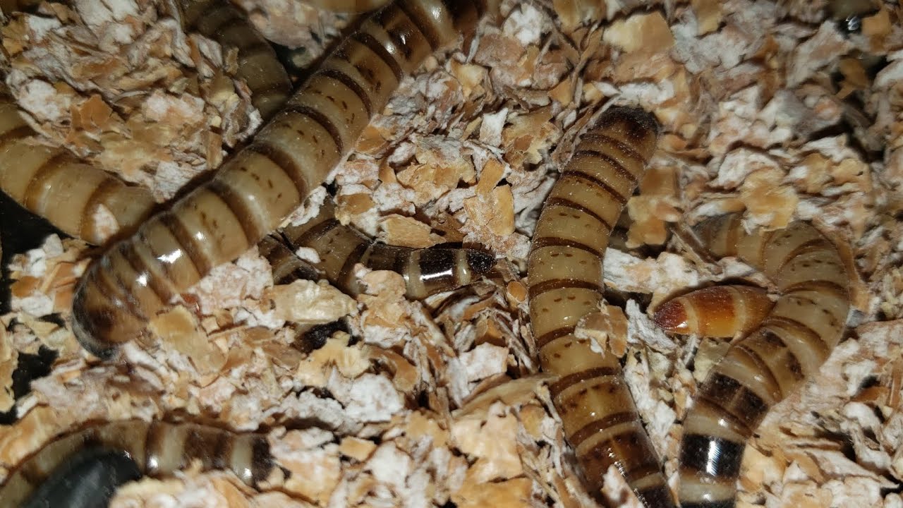 ঢাকার মিরপুরে বিটল পোকা চাষ ও বিক্রয় করা হয়