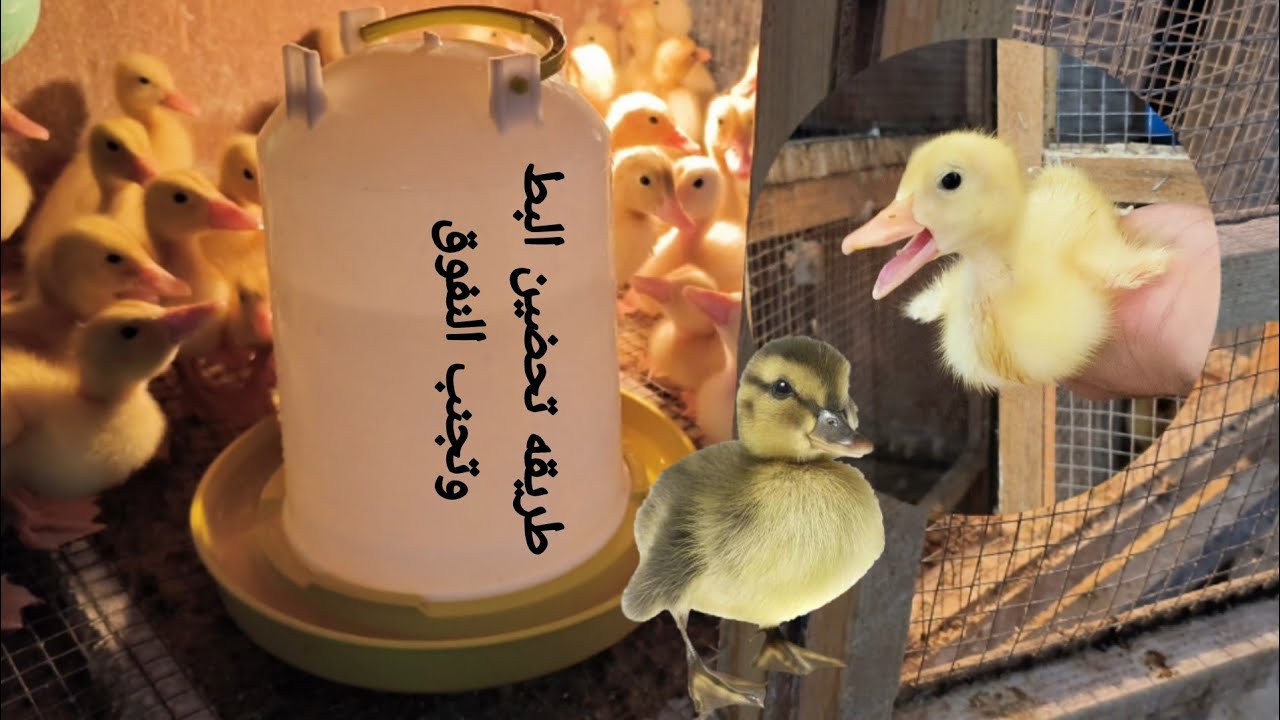تعلم الطريقه الصحيحه لتربيه البط لايقاف الوفيات والنفوق 🦆