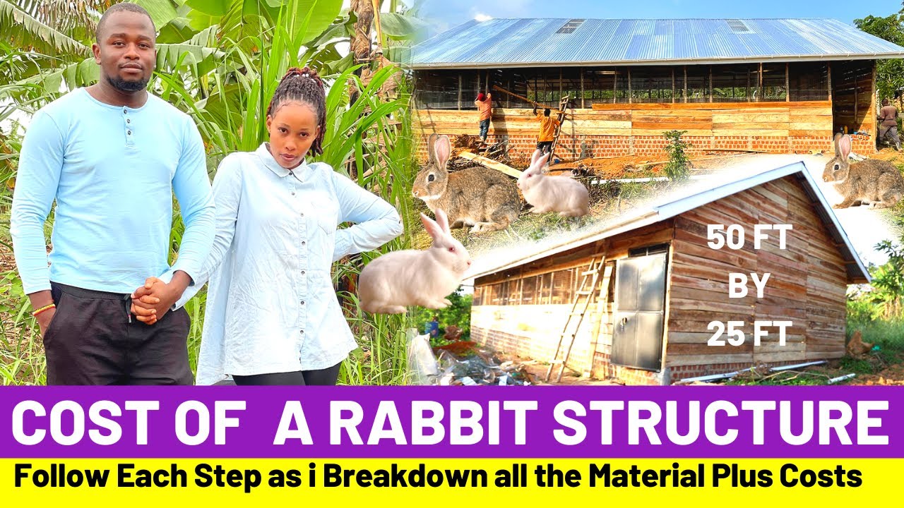 Rabbit Farming: Cost Of A Modern Rabbit House For 1000 Rabbits