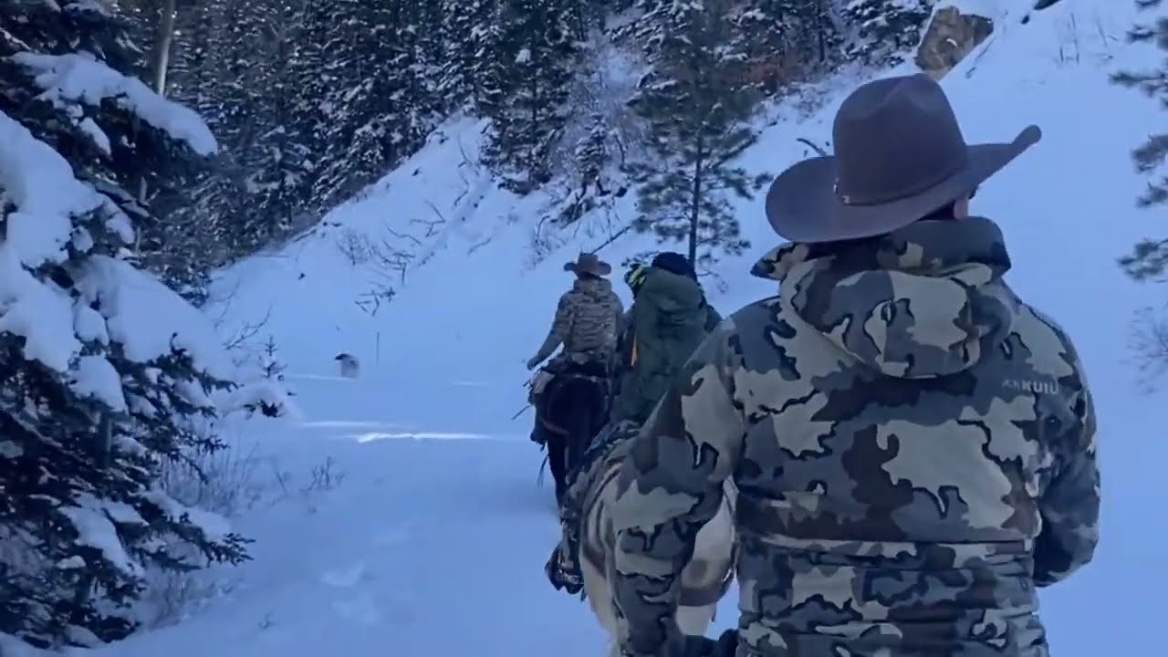 Mountain Lion Research in New Mexico Wilderness: Tracking, Capture and Release Highlights
