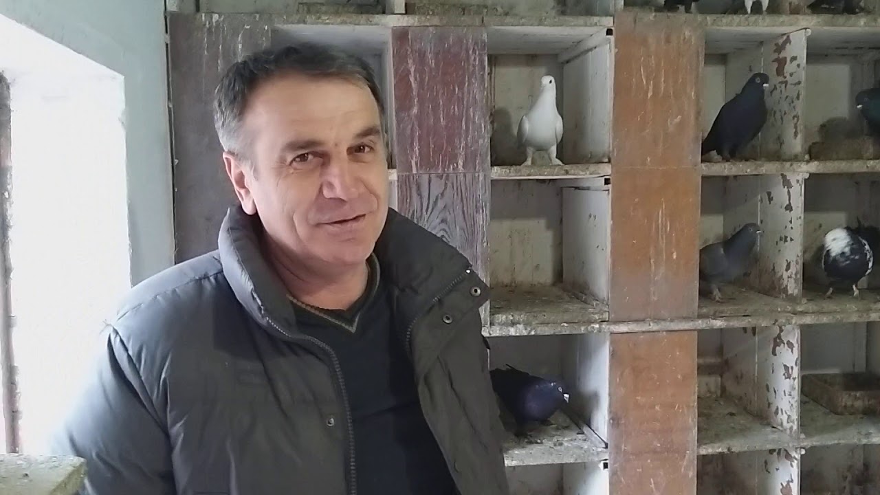 #Pigeon #Чечни     Голуби Хусейна Баркинхоева в Грозном! 5.01.20г
